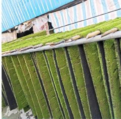 Artificial moss curing on racks in the factory