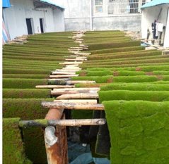 Artificial moss production racks
