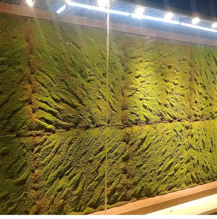 Artificial moss feature wall lit at night