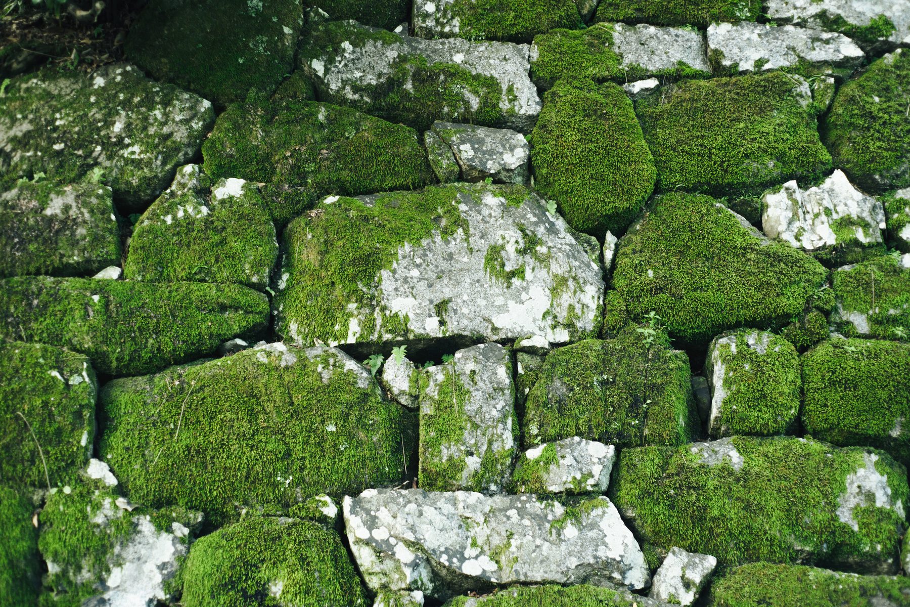 Artificial moss wall panels in a dark interior