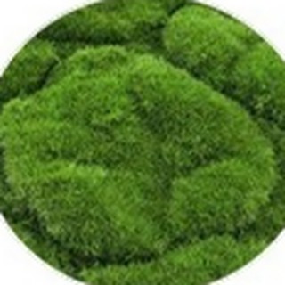 Cracked bulge artificial moss texture