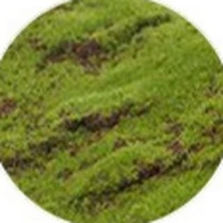 Coffee crack artificial moss texture