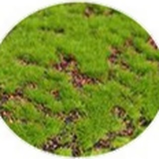 Coffee base artificial moss texture