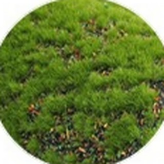 Colorful base artificial moss texture