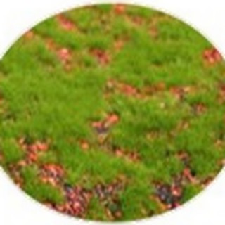 Red dot base artificial moss texture